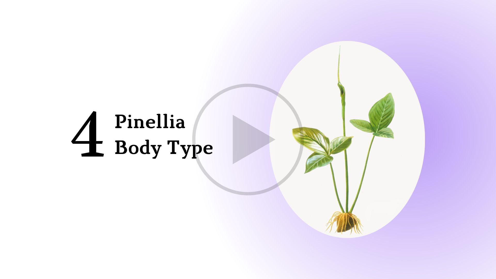 Pinellia Body Type Short Course